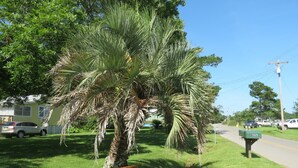 Una palmera con un letrero que indica 'Bon Secour Cottages 17025 River Rd'.