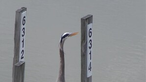 Een reiger staat op een betonnen dakrand, met twee houten palen met cijfers.