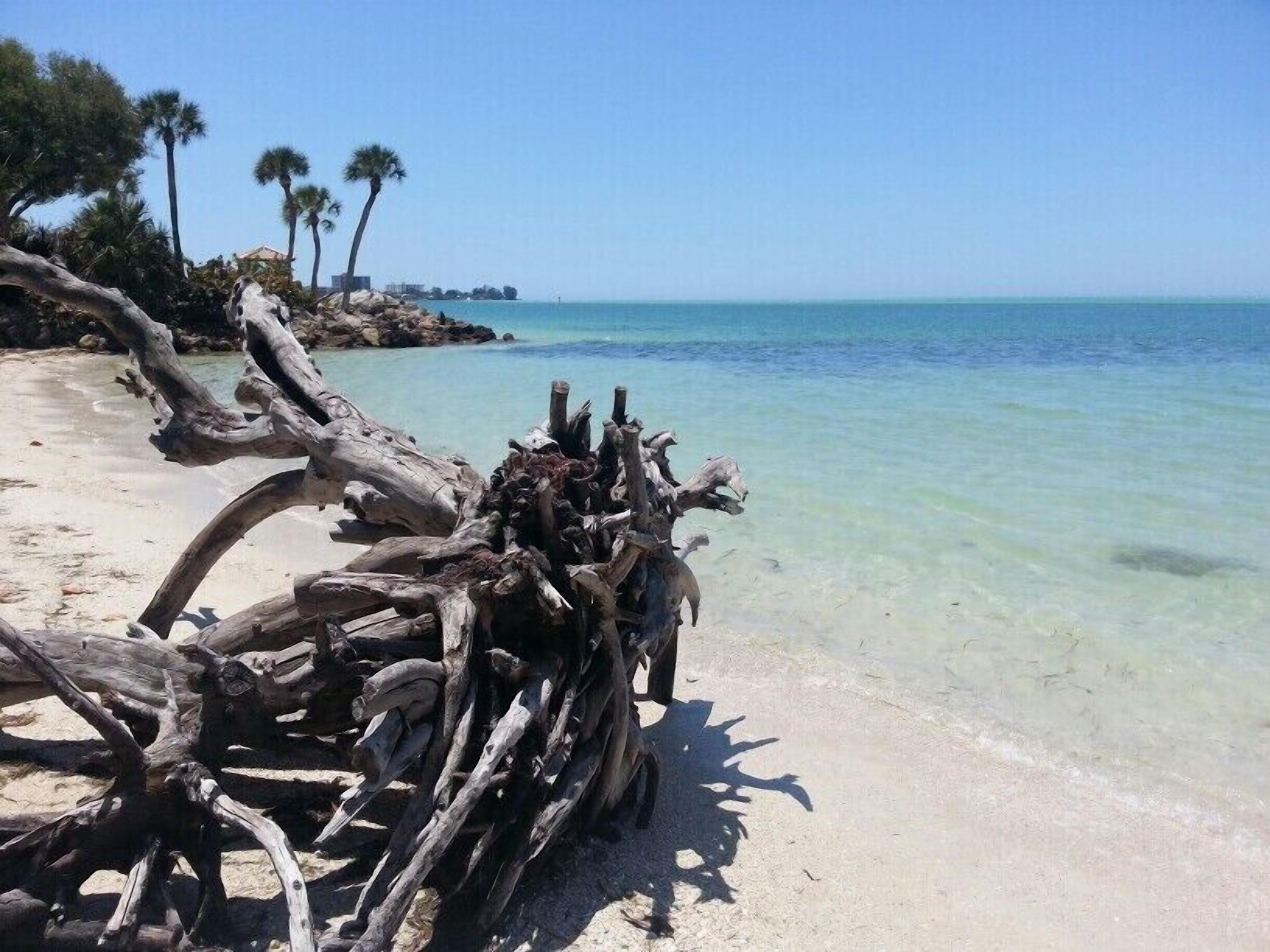 A beach with driftwood and palm trees.