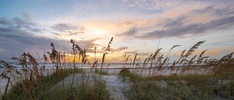 A beach scene with sand dunes and grasses.