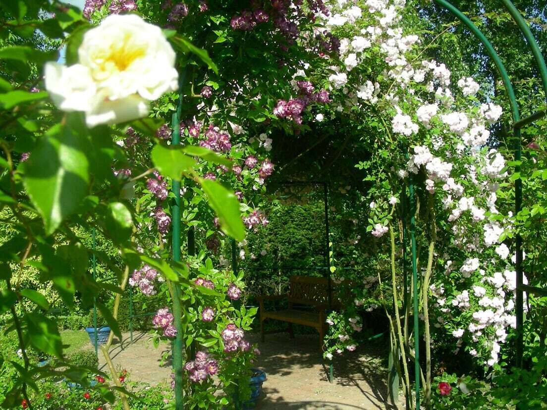 Un jardin avec un banc en bois et une pergola recouverte de fleurs.
