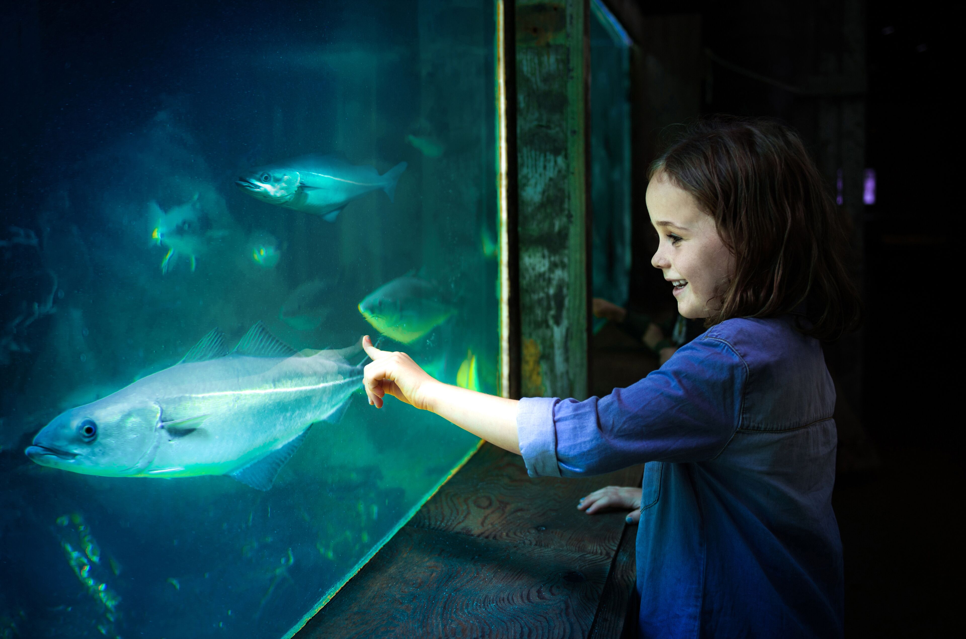 A person interacting with an aquarium exhibit.