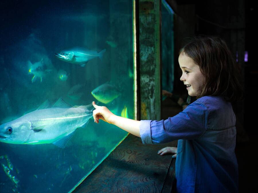 A person interacting with an aquarium exhibit.