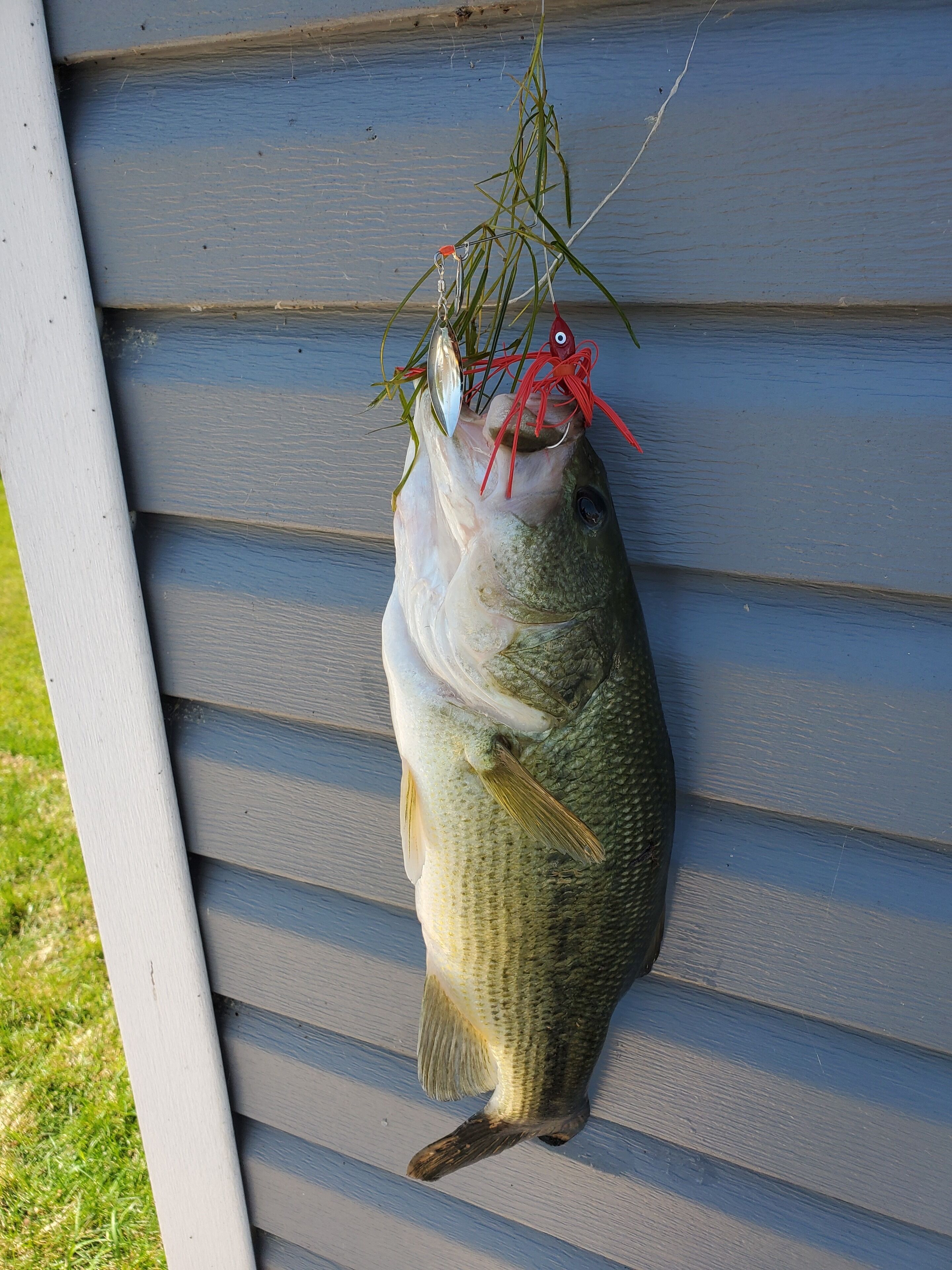 A fish hanging on a wooden railing.
