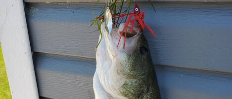 A fish hanging on a wooden railing.