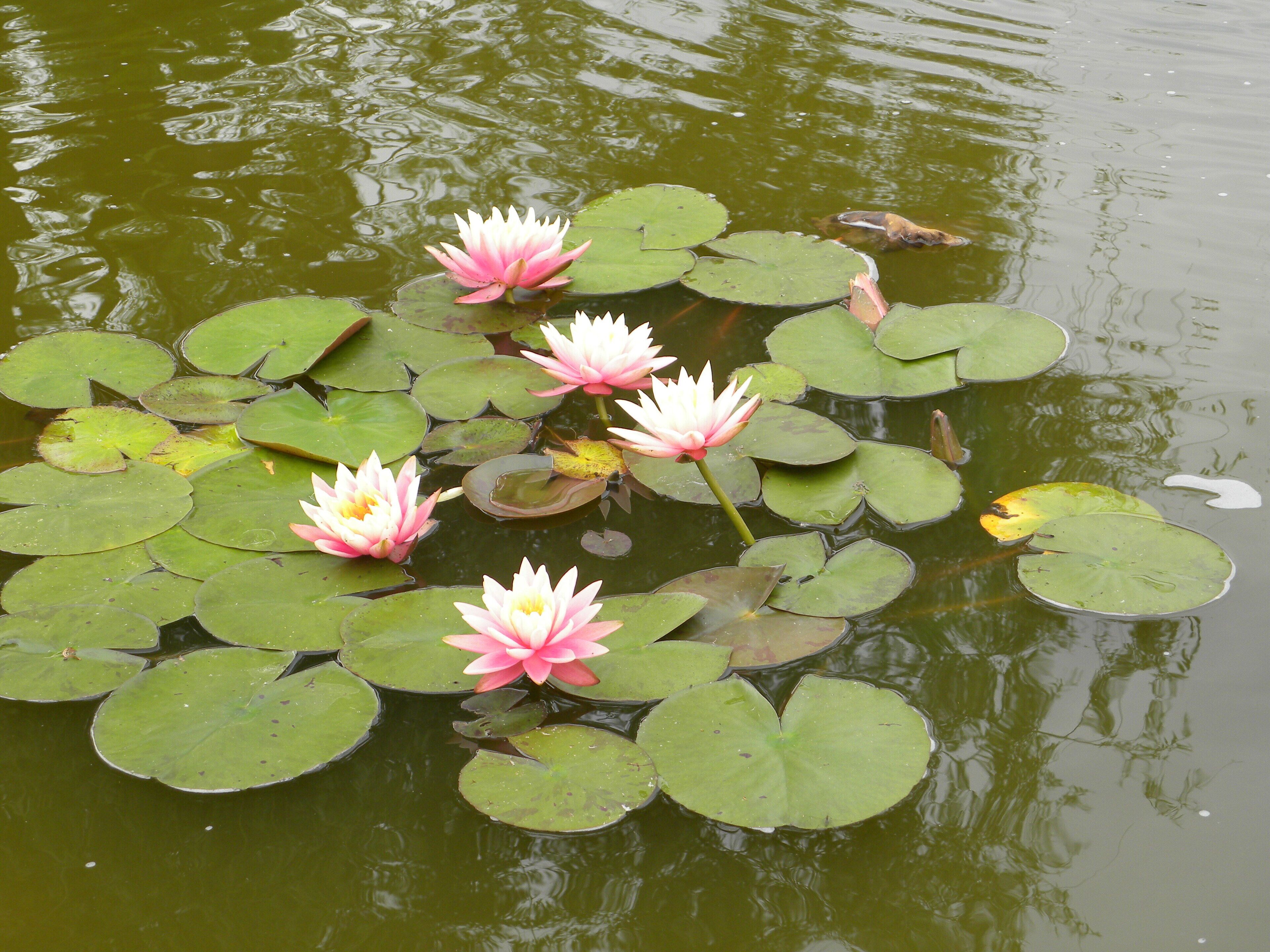 Jardín