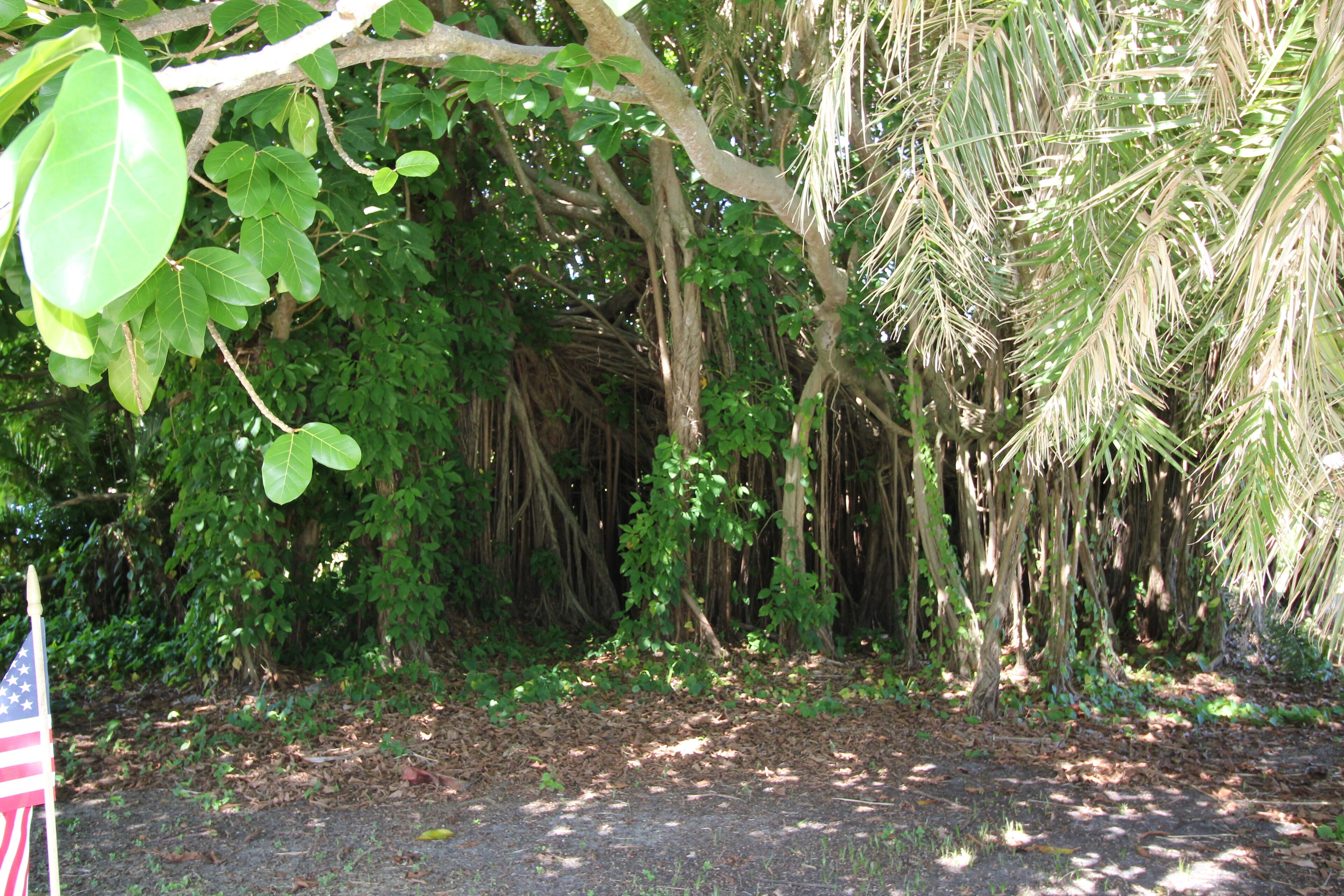 A dense, tropical forest with various trees and a dirt path.