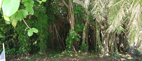 A dense, tropical forest with various trees and a dirt path.