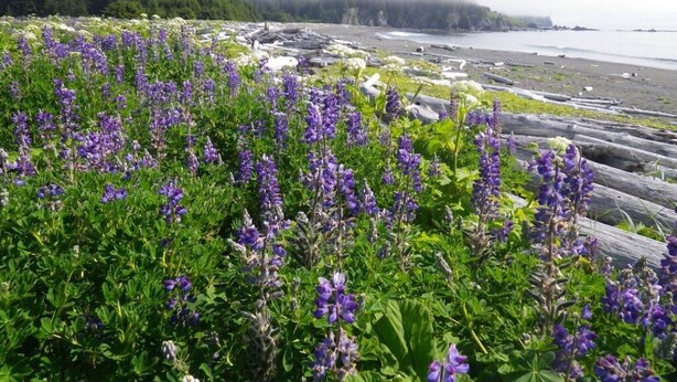 A coastal landscape with purple flowers, a rocky beach, and a forested mountain in the background. - Kodiak, Alaska Executive Home  (Kodiak)