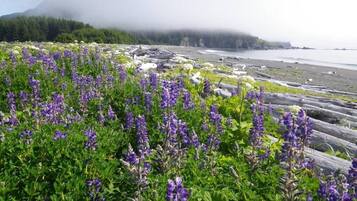 Plage à proximité, chaises longues, serviettes de plage