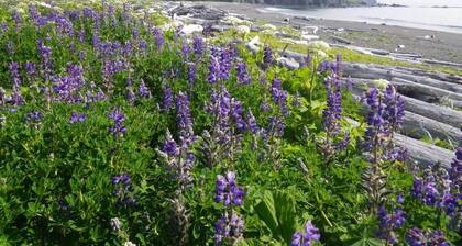 Kodiak, Alaska Executive Home