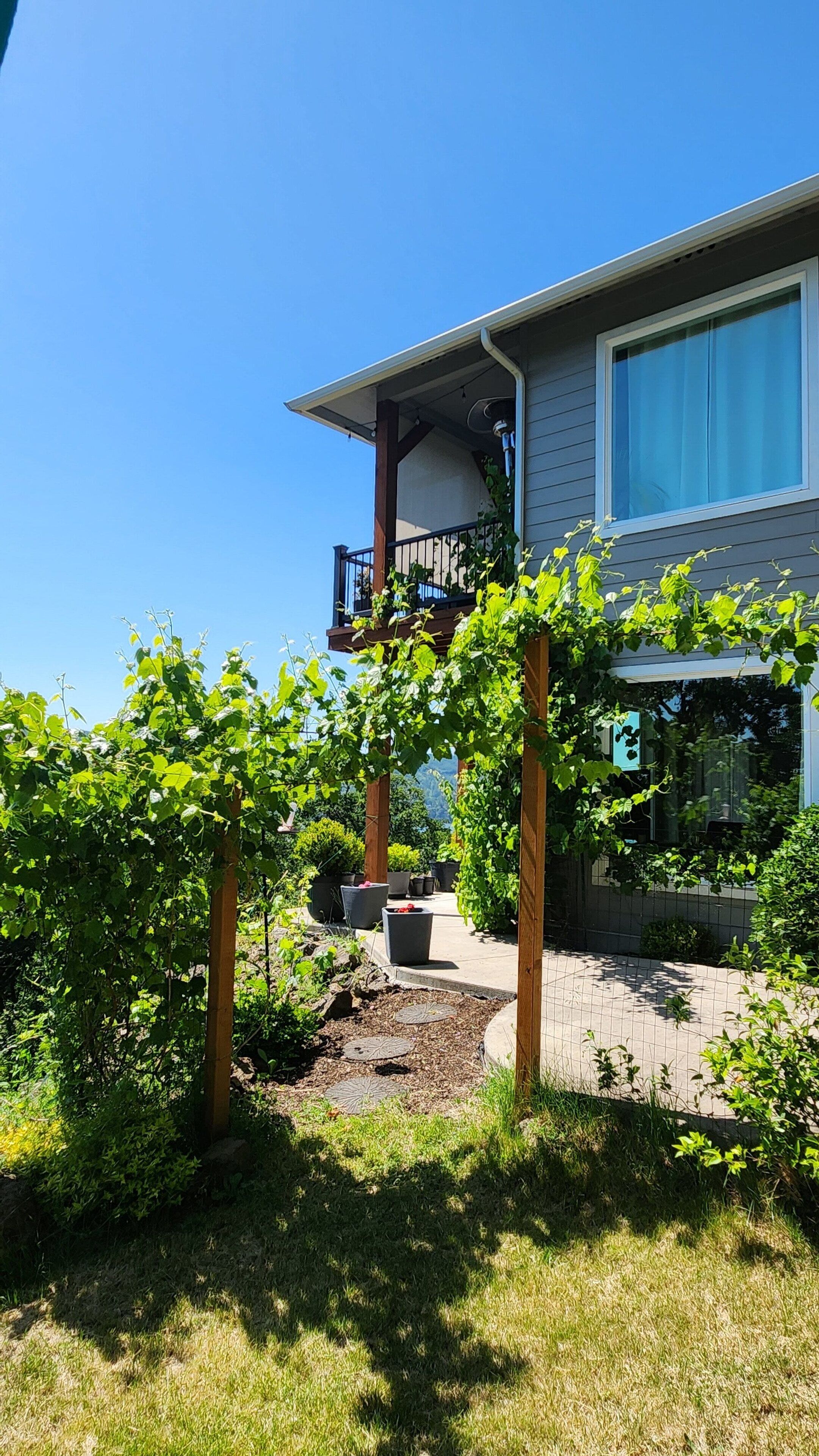 A modern house with a balcony, a garden with grapevines, and a clear blue sky.
