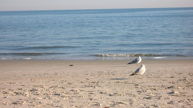 A beach with two seagulls on the sand and the ocean in the background. - Grace Meadows: 3BR/3BA, close To Westin, Beach, Golf & Tennis (Hilton Head Island)