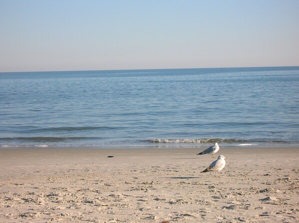 Beach