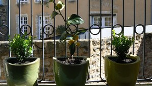 Drie potplanten op een balkon met een stenen muur en een gebouw op de achtergrond.