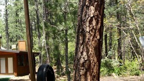 A tree with a tire leaning against it, surrounded by a forested area. - Perfect for family gatherings, escapes, retreats or seasonal vacations (Pinetop)