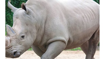 Premium Apartment, 2 Bedrooms, Non Smoking