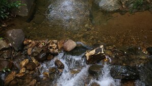 Un ruisseau qui serpente sur des rochers, entouré d’une végétation luxuriante.