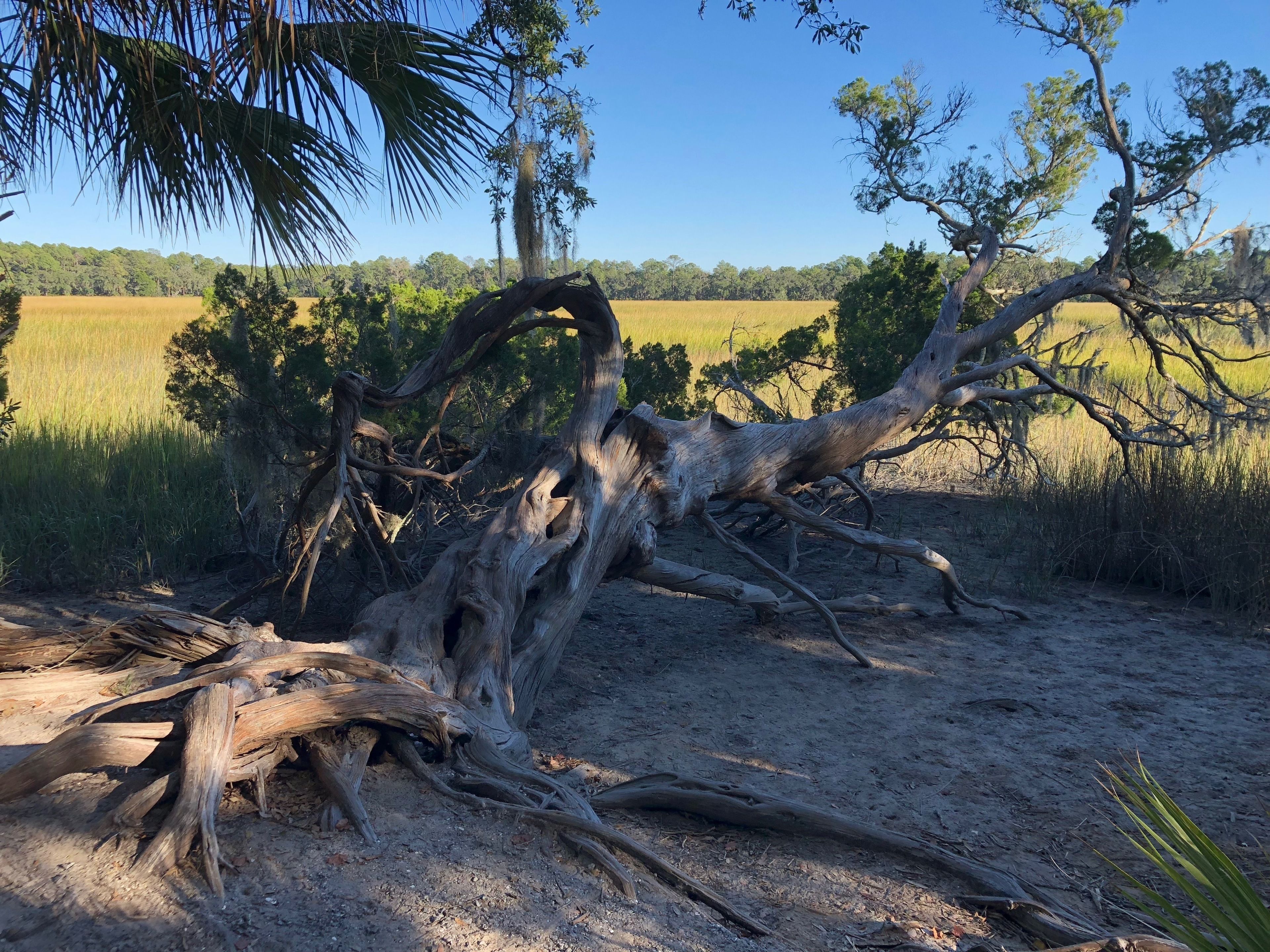 Un árbol caído en un entorno natural, con un campo y árboles al fondo.