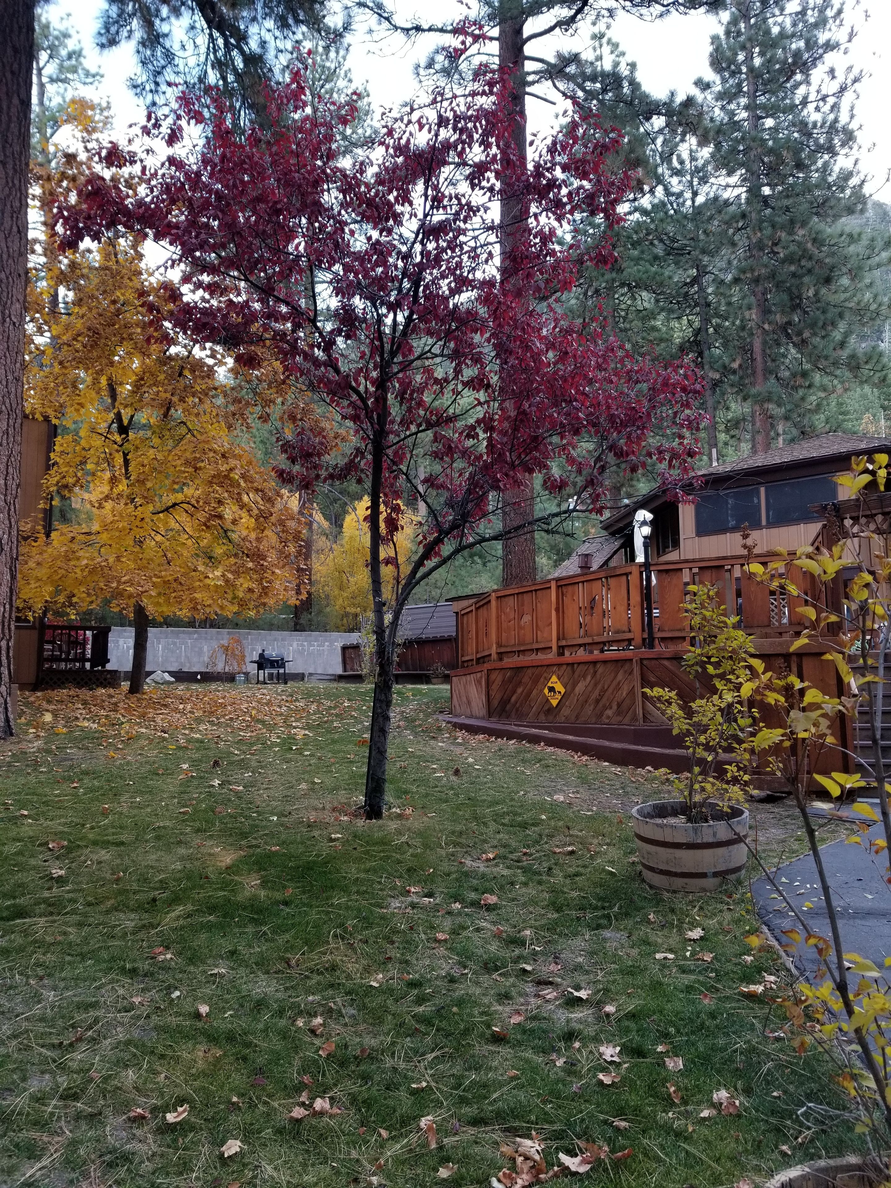 Un patio trasero con una terraza de madera, un árbol con hojas rojas y un letrero de precaución amarillo.