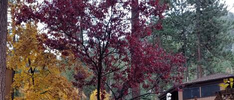 Un patio trasero con una terraza de madera, un árbol con hojas rojas y un letrero de precaución amarillo.