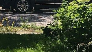 Ein schwarzer SUV vor einem Gebäude, an dem ein Schild mit der Aufschrift "farmers market" steht.