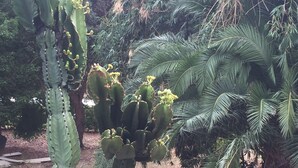 A cactus with green leaves and yellow flowers, surrounded by palm trees and wooden logs. - Bright & Beautiful Home on the Hills! (Kelmscott)