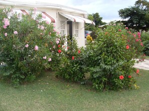 Property grounds - "Main House at Shakespeare Cottage" (Treasure Beach)