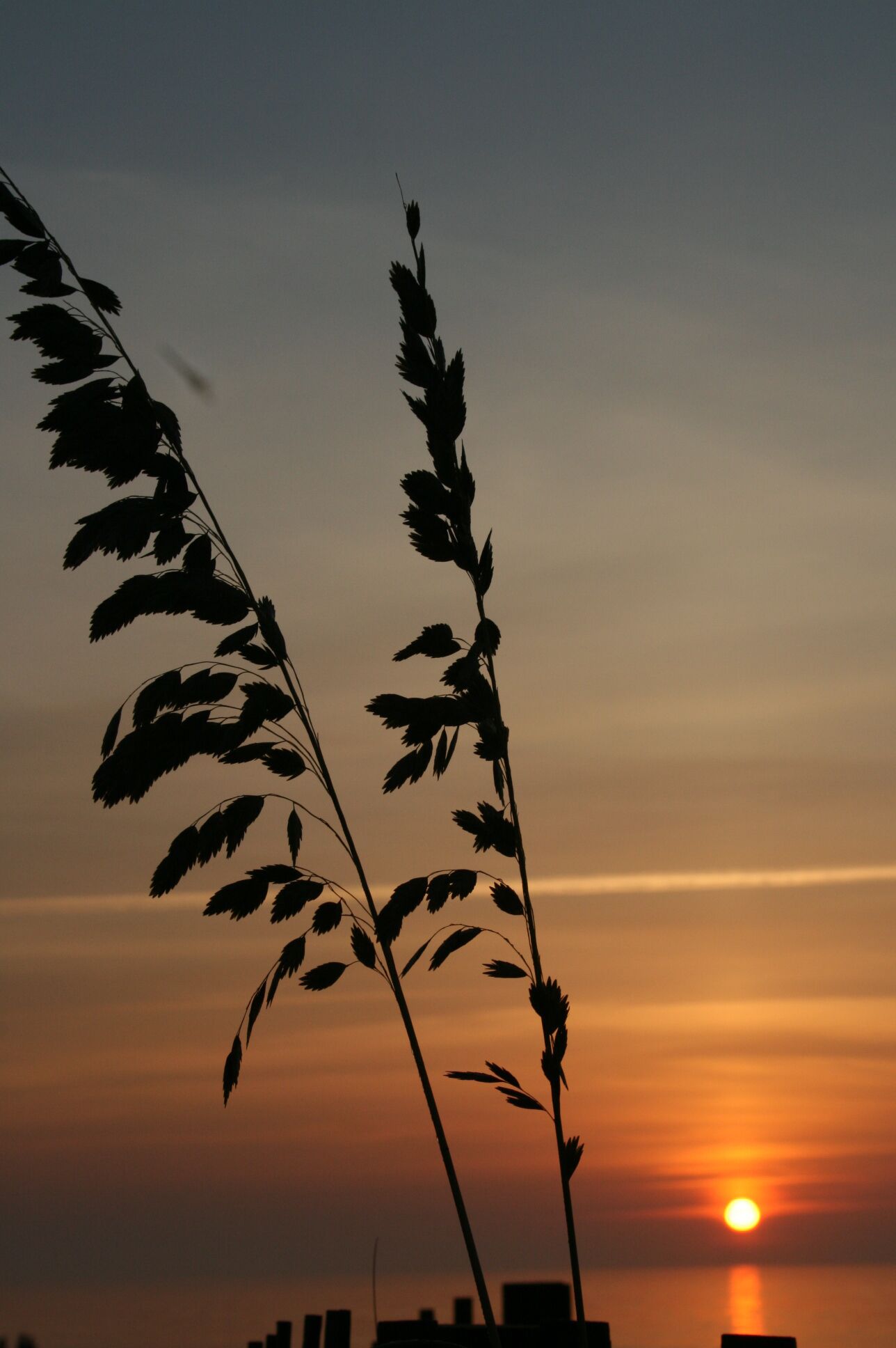 A sunset with silhouettes of tall grasses against a clear sky.