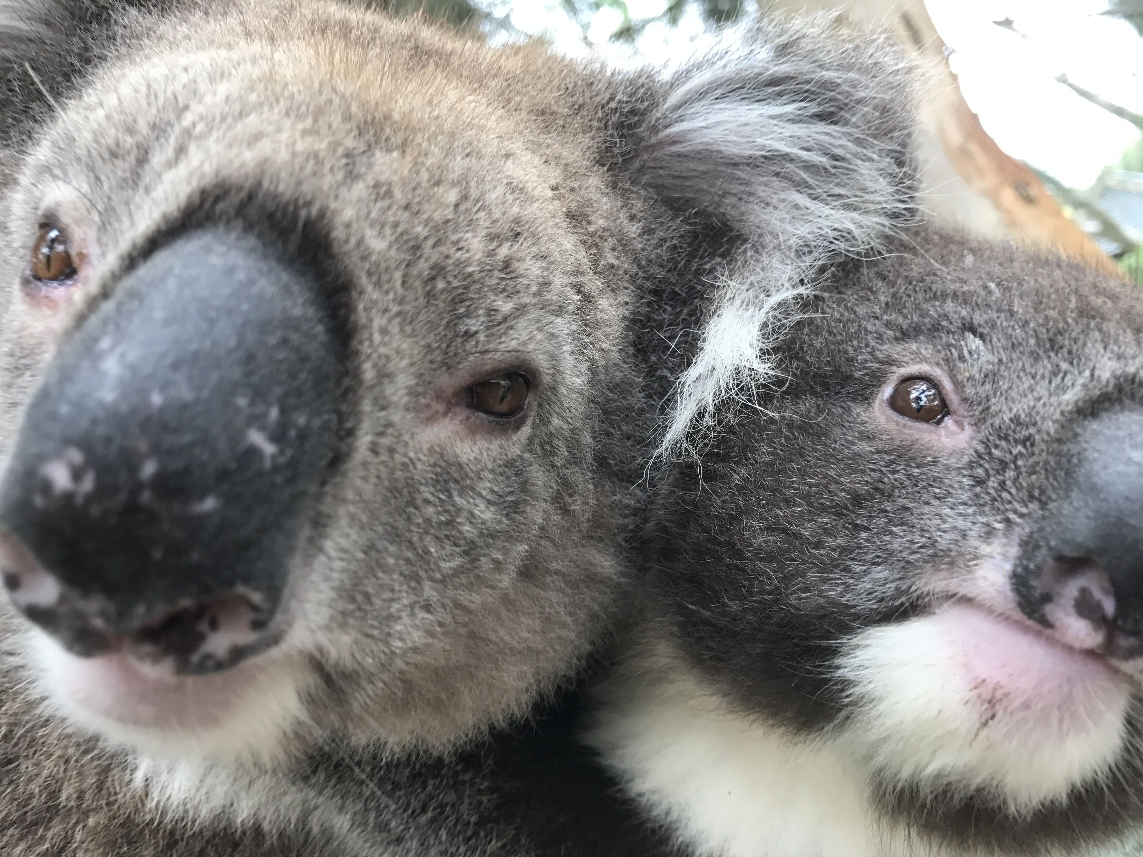 Couples bush retreat