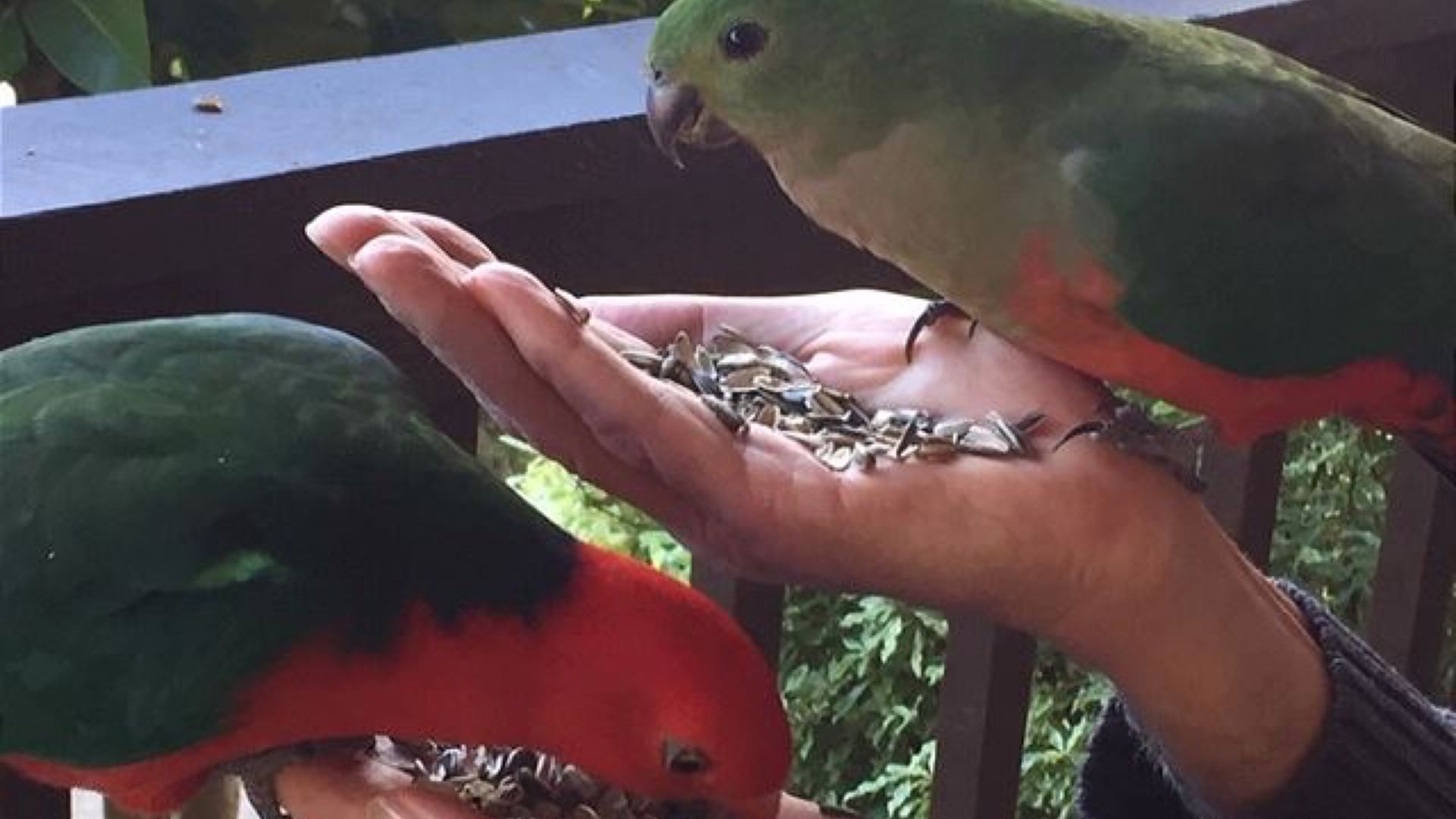 Two parrots perched on a person's hand, which is holding a handful of seeds.
