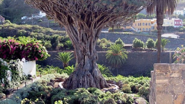 A large tree with a thick trunk and a wide canopy, surrounded by various plants and a stone wall. - AMAZING VIEWS OF ATLANTIC & TEIDE WITH PRIVATE TERRACE , POOL & BBQ (Buen Paso)