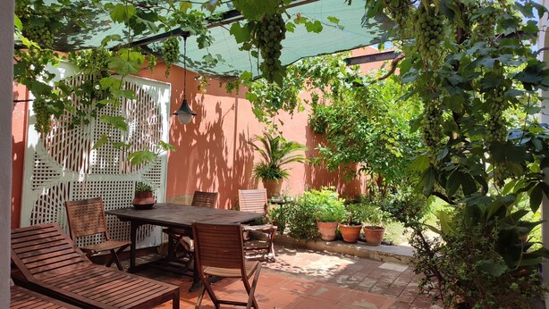 Une terrasse avec une table et des chaises, entourée de plantes en pot et agrémentée d’une pergola couverte de vignes.