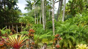 A tropical garden with various plants and trees. - Creole pavilion in the garden. (le francois)