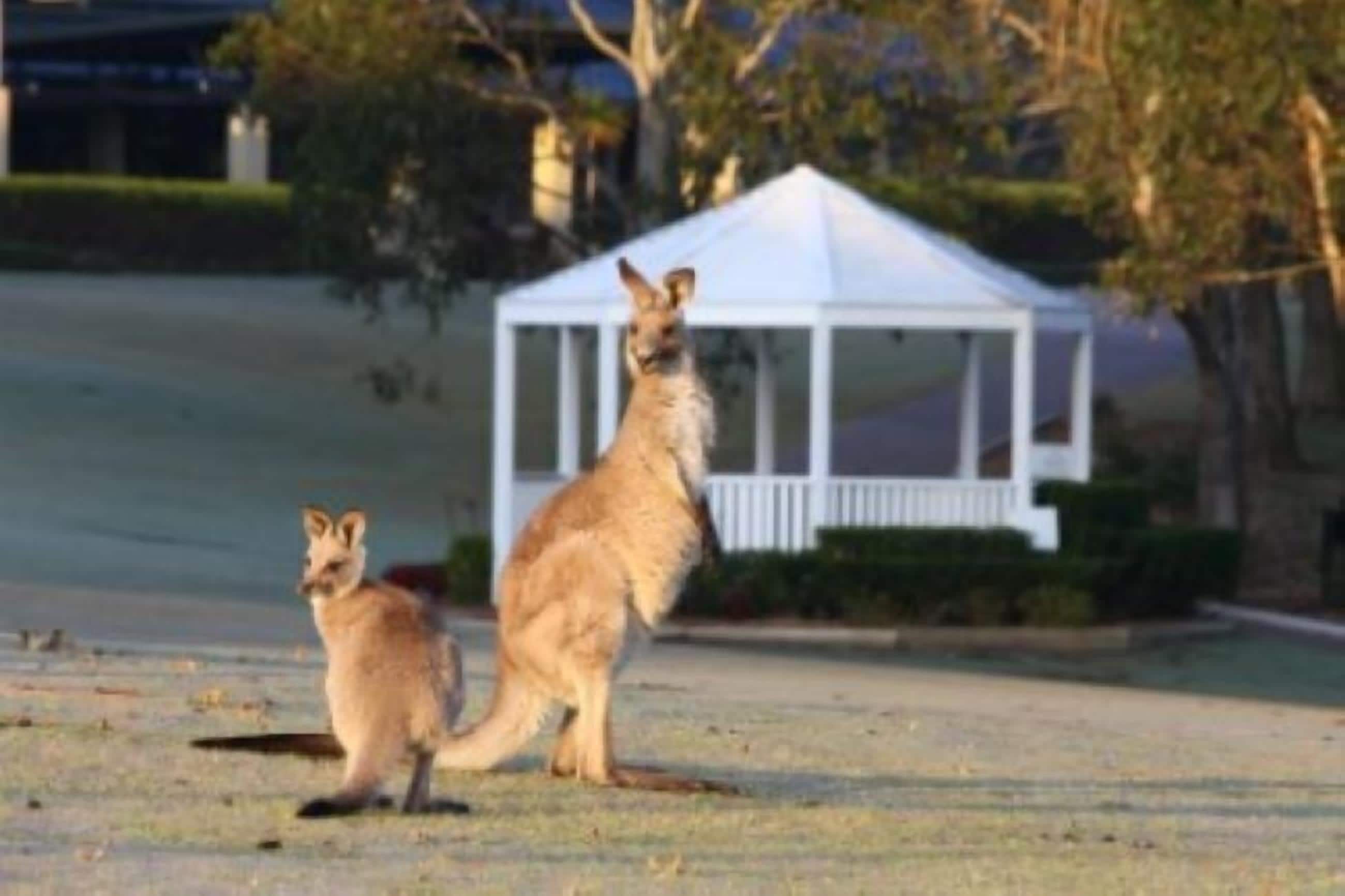 Two kangaroos in a residential area with a white gazebo in the background.