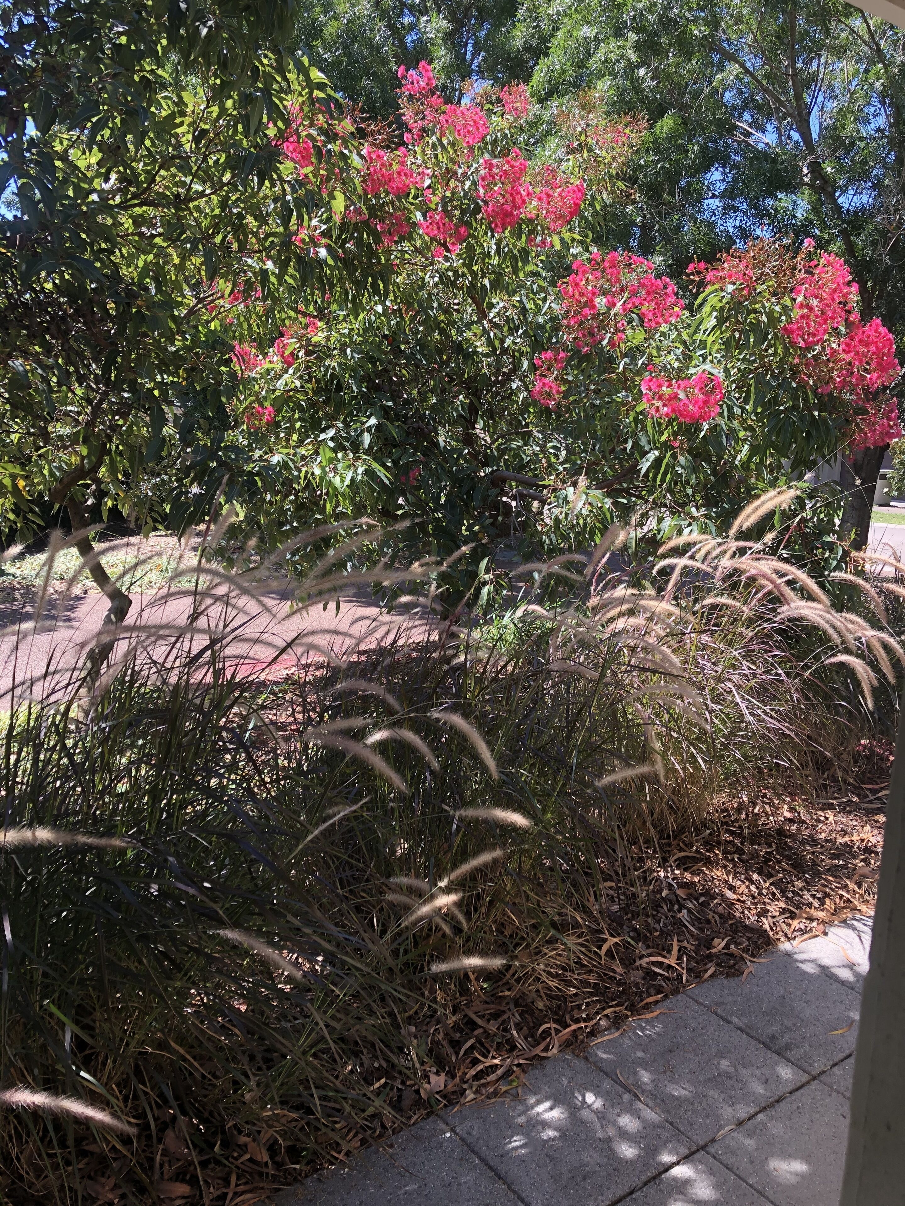 Un jardin agrémenté d’arbustes à fleurs et d’herbes hautes.