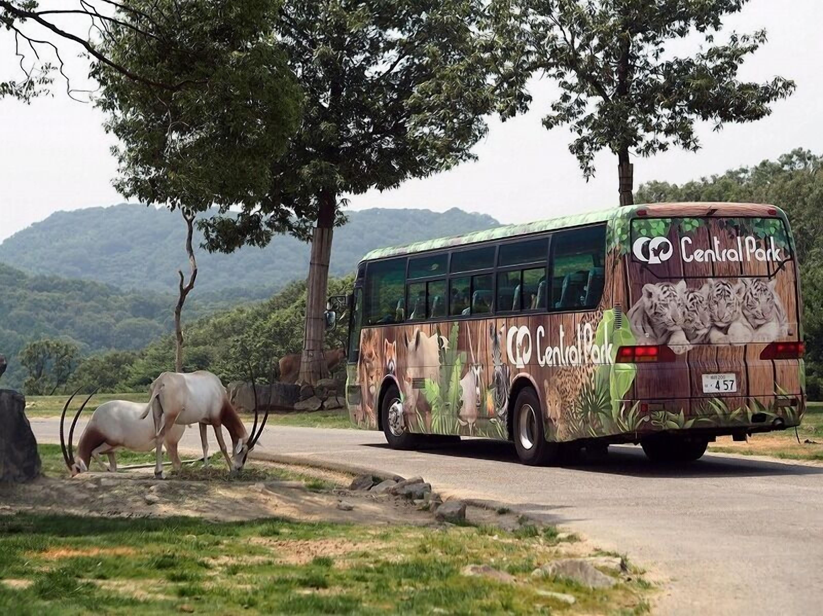 A bus with Central Park branding, parked on a road with two antelopes grazing nearby.