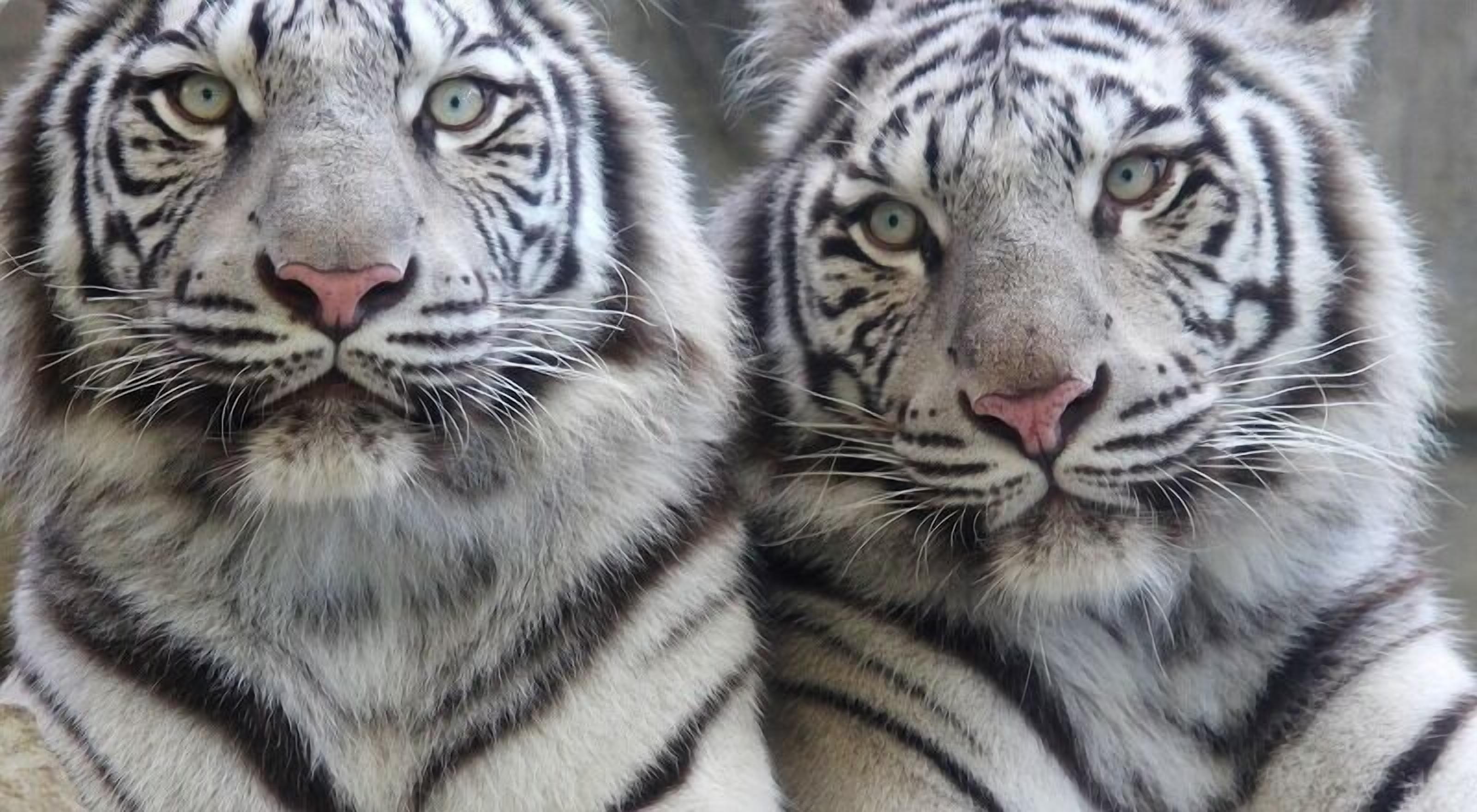 Zwei weiße Tiger mit markanten Gesichtszügen und Schnurrhaaren.