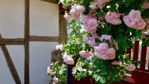 Un banco de madera bajo un rosal.