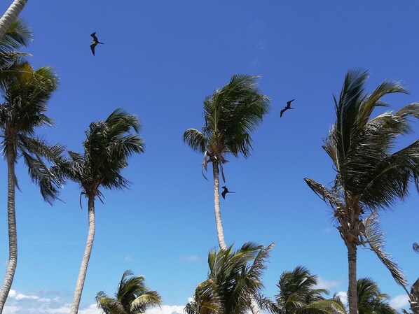 Tall palm trees against a clear blue sky.