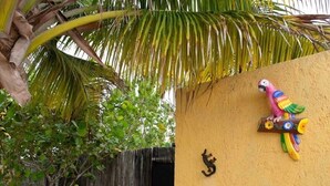 A tropical setting with a palm tree, a colorful parrot decoration, and a wooden fence.