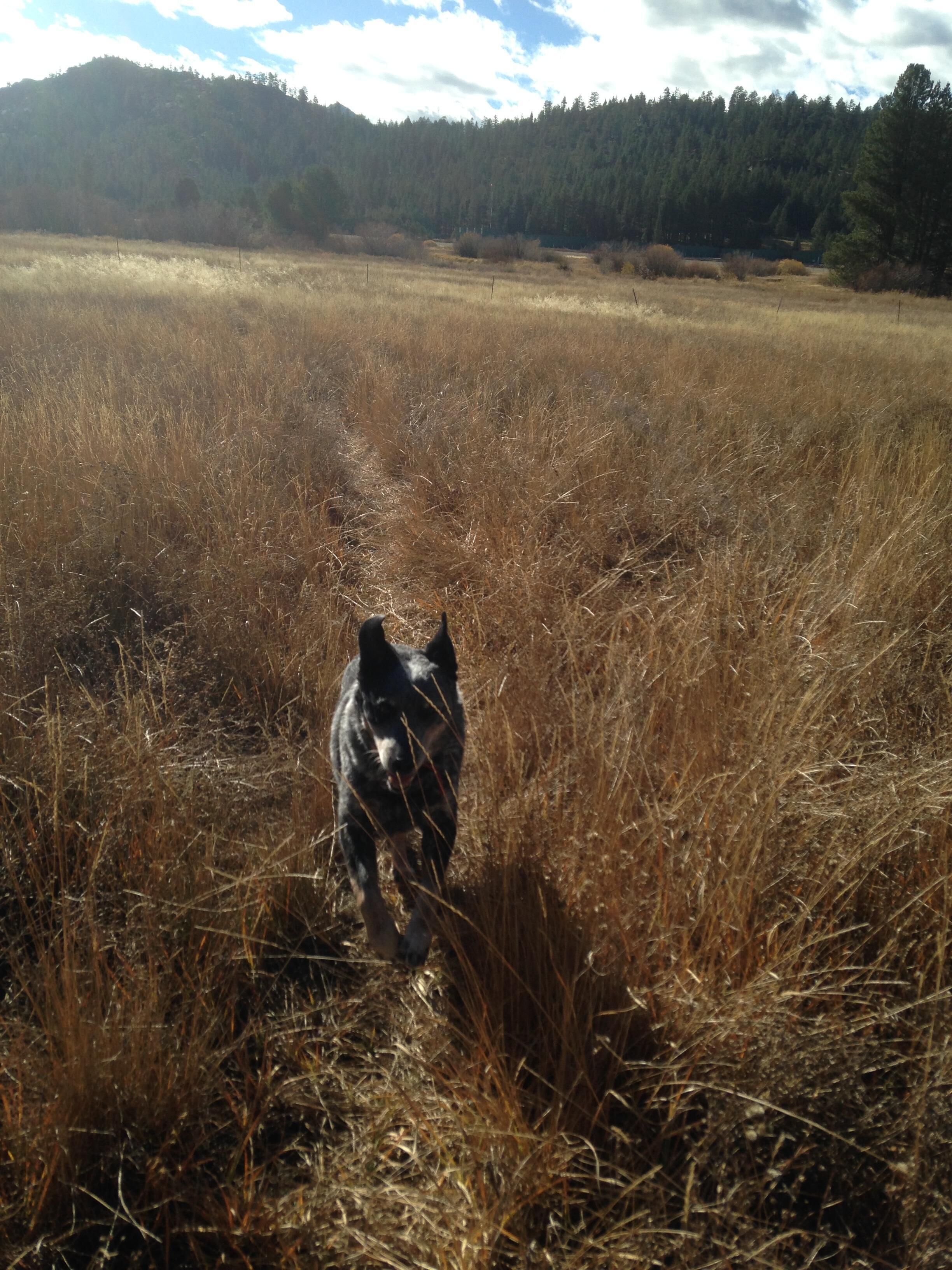 A dog walking through a field with dry grass and a forest in the background.