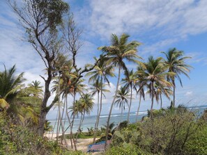 A beach with palm trees and a view of the ocean.