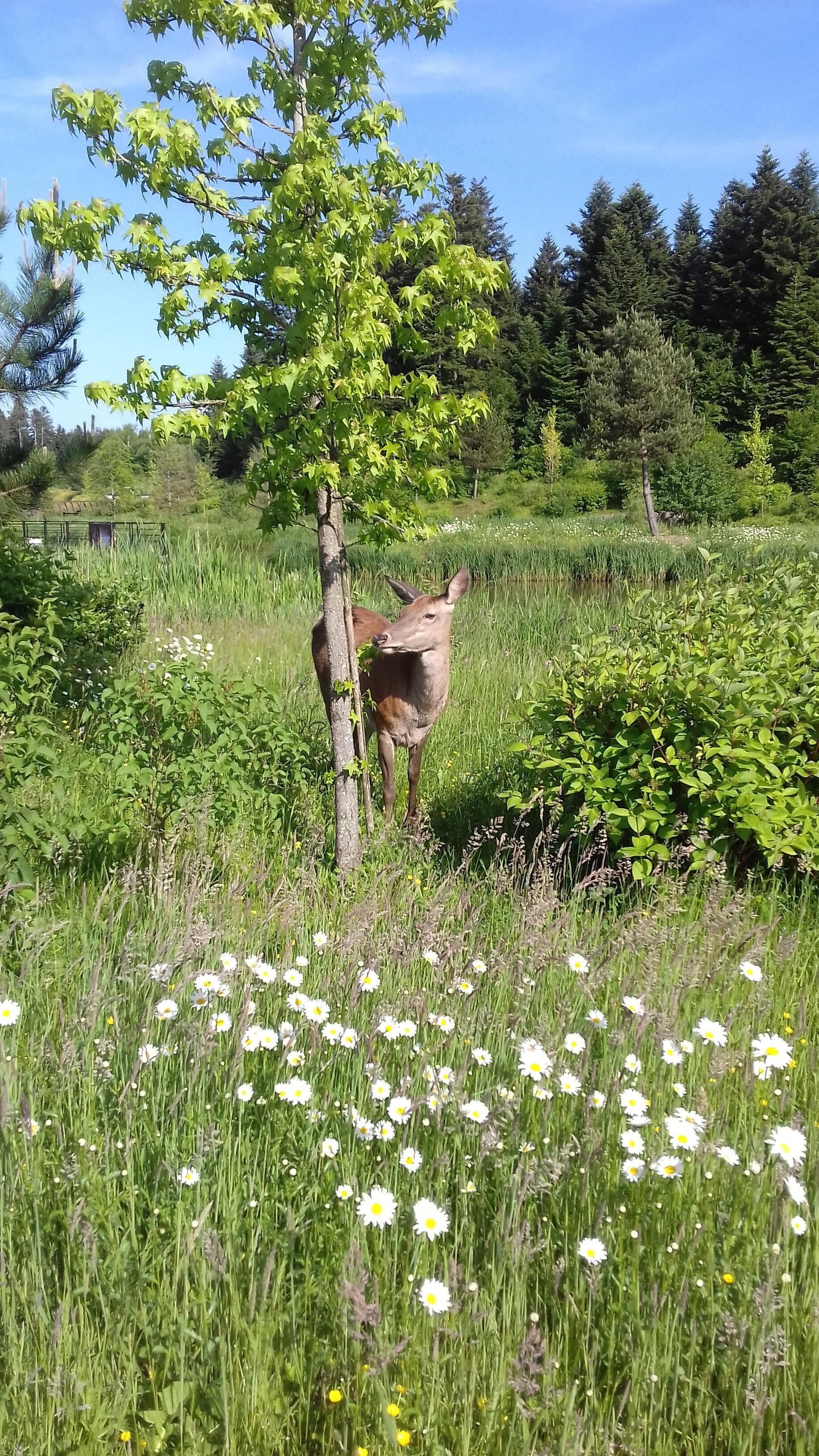 Een hert in een grasveld met bomen en een heldere lucht.