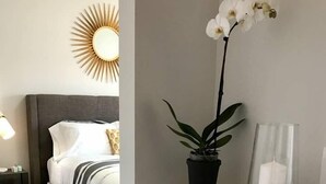 A neatly arranged bedroom with a bed, bedside tables, a nightstand, a potted plant, and a shelf with a tissue box.