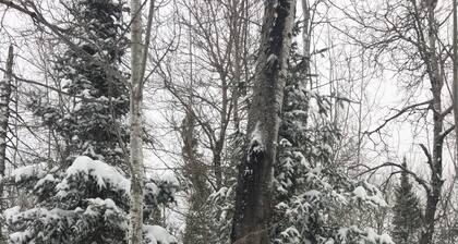 Wildwood Cottage, Duluth, private wooded retreat on the North Shore