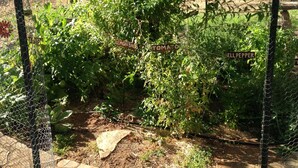 A garden with a variety of plants, including a lemon bush and a tomato plant, enclosed by a wire fence. - Midpines Hwy 140 House on your way to Yosemite (Midpines)