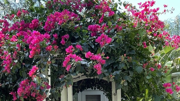 A garden pathway leading to a white door, surrounded by lush greenery and vibrant pink flowers.