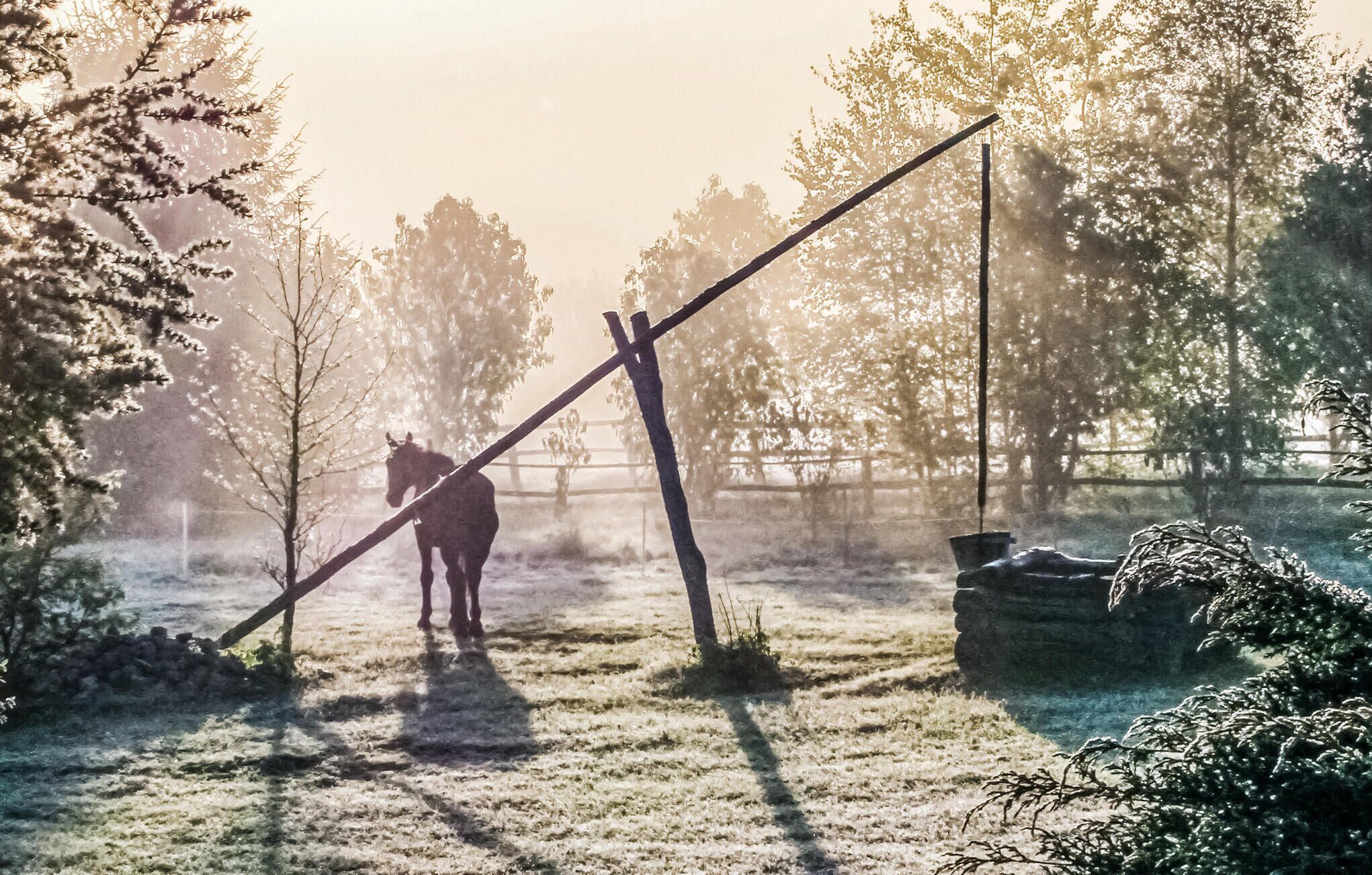 A horse in a stable with a slanted roof, surrounded by trees and a fence.