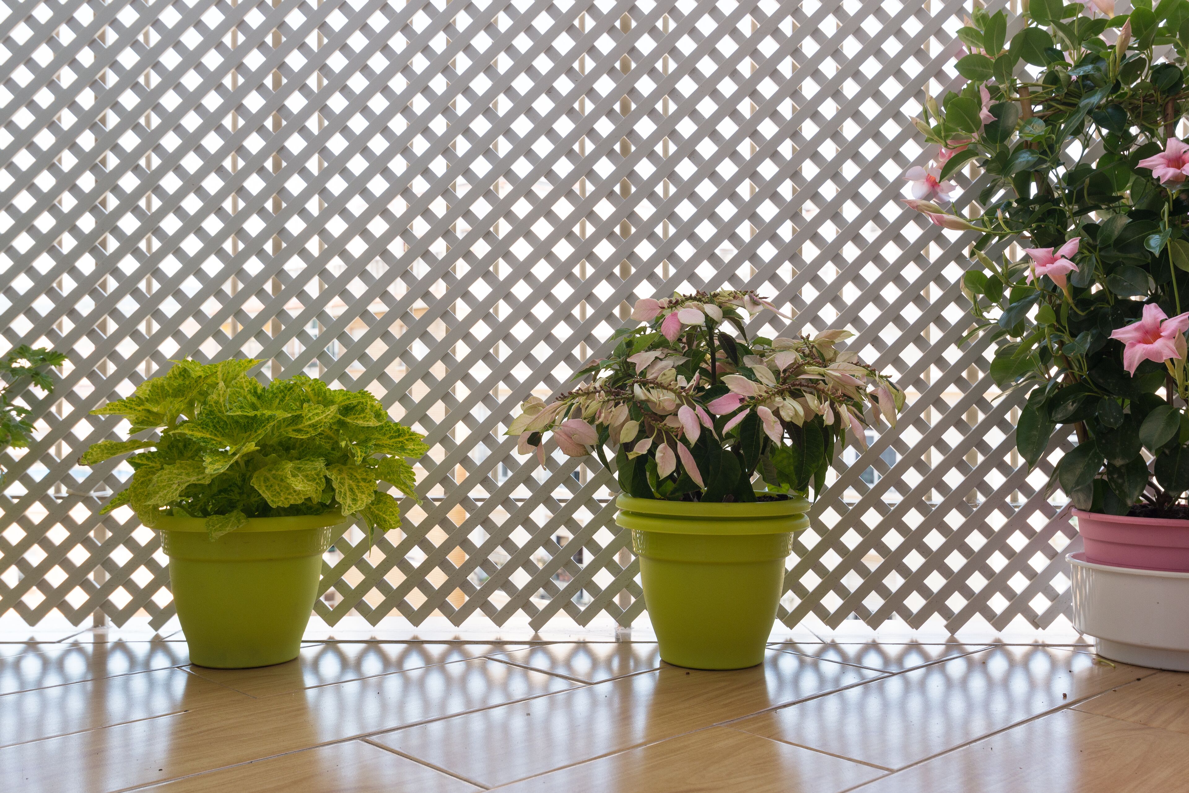 Three potted plants in front of a lattice fence.